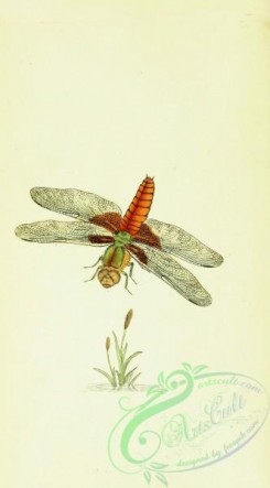 dragonflies-00112 - 005-libellula