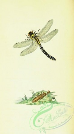 dragonflies-00117 - 010-libellula