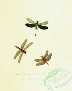 dragonflies-00127 - agrion, libellula