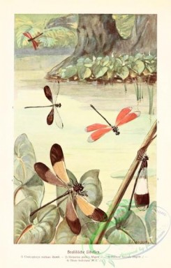 dragonflies-00129 - chalcopteryx, hetaerina, euthore, thore
