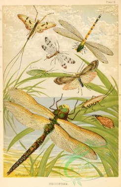 dragonflies-00132 - Neuroptera, ephemera, panorpa, chrysopa, sialis, libellula, phryganea, perla, cordulegaster