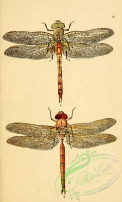 dragonflies-00139 - 014-aeshna