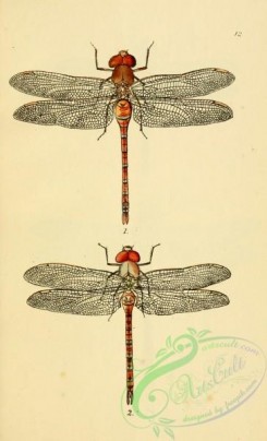 dragonflies-00141 - 016-aeshna