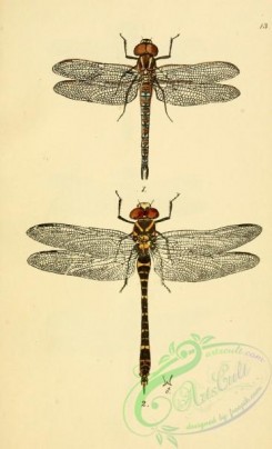 dragonflies-00142 - 017-brachytron, cordulegaster
