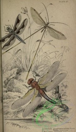 dragonflies-00151 - libellula