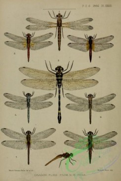 dragonflies-00156 - micromerus, macromia, trithemis, orthetrum, sympetrum, crocothemis