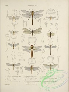 dragonflies-00161 - 232-psocus, ephemera, libellula, cordulia, aeschna, agrion, myrmeleon, thrips, hemerobius, chauliodes, ormiscocerus, phryganea