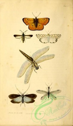 dragonflies-00162 - 168-papilio, sesia, bombyx, phryganea, libellula, raphidia