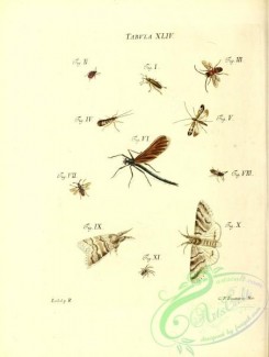 dragonflies-00169 - 044-curculio, chrysomela, apis, phryganea, libellula, crabro, phalaena, aranea