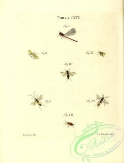 dragonflies-00176 - 016-libellula, phalaena, tenthredo, ichneumon, stenocorus