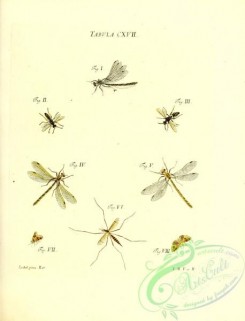 dragonflies-00177 - 017-libellula, vespa, tipula, phalaena
