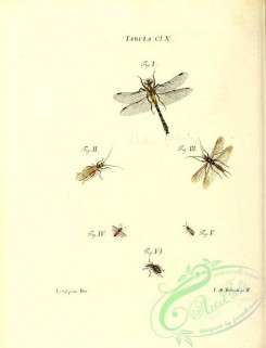 dragonflies-00182 - 060-libellula, perla, apis, curculio