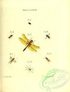 dragonflies-00183 - 067-dermestes, musca, libellula, tenthredo, aranea