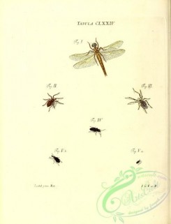 dragonflies-00184 - 074-libellula, aranea, elater, curculio