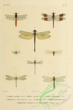 dragonflies-00191 - 040-termes, perla, aeshna, libellula, agrion, myrmeleon, ascalaphus