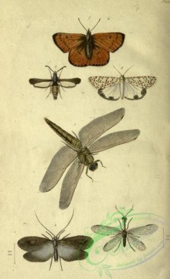 dragonflies-00194 - lycaena, sesia, euprepia, phryganea, libellula, raphidia