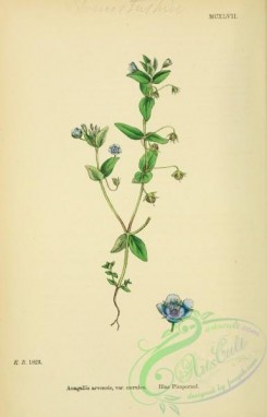 english_botany-00012 - Blue Pimpernel, anagallis arvensis caerulea