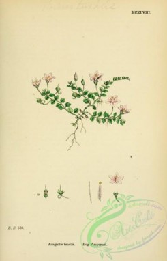 english_botany-00015 - Bog Pimpernel, anagallis tenella