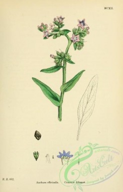 english_botany-00025 - Common Alkanet, anchusa officinalis