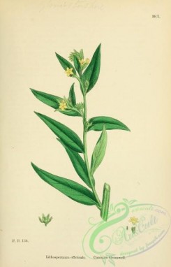 english_botany-00035 - Common Gromwell, lithospermum officinale
