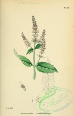 english_botany-00038 - Common Horsemint, mentha sylvestris