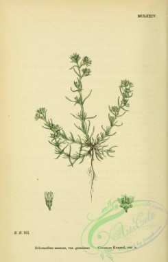 english_botany-00040 - Common Knawel, scleranthus annuus genuinus