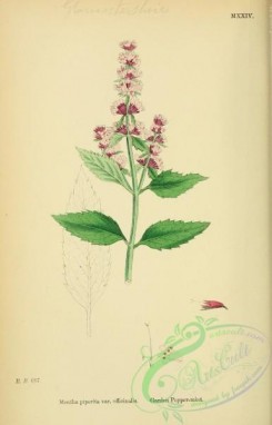 english_botany-00071 - Garden Peppermint, mentha piperita officinalis
