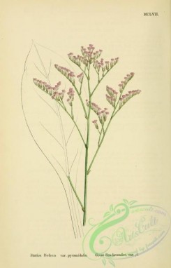 english_botany-00075 - Great Sea-lavender, statice behen pyramidalis