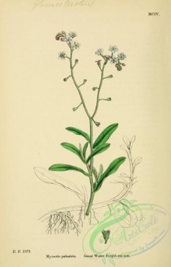 english_botany-00076 - Great Water Forget-me-not, myosotis palustris