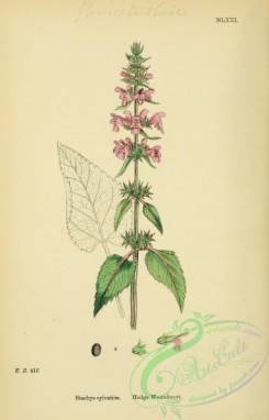 english_botany-00083 - Hedge Woundwort, stachys sylvatica