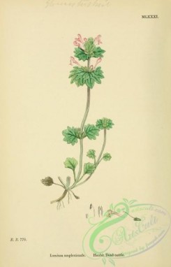 english_botany-00084 - Henbit Dead-nettle, lamium amplexiacaule