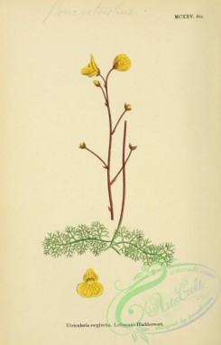 english_botany-00098 - Lehman's Bladderwort, utricularia neglecta