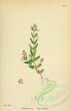 english_botany-00101 - Lesser Scull-cap, scutellaria minor