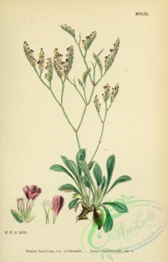 english_botany-00103 - Lesser Sea-lavender, statice binervosa occidentalis