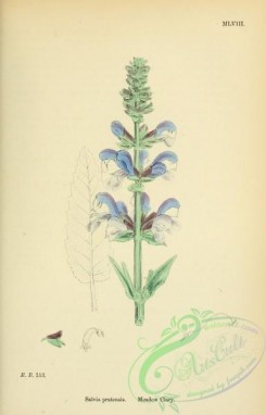 english_botany-00108 - Meadow Clary, salvia pratensis