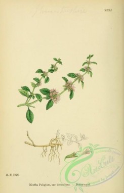 english_botany-00116 - Penny-royal, mentha pulegium decumbens