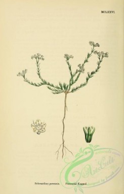english_botany-00118 - Perennial Knawel, scleranthus perennis
