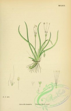 english_botany-00119 - Plantain Shore-weed, littorella lacustris