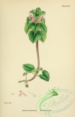 english_botany-00125 - Red Dead-nettle, lamium purpureum