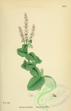 english_botany-00127 - Round-leaved Mint, mentha rotundifolia