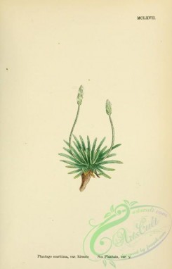 english_botany-00132 - Sea Plantain, plantago maritima hirsuta