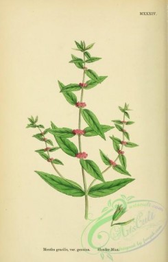 english_botany-00135 - Slender Mint, mentha gracilis genuina