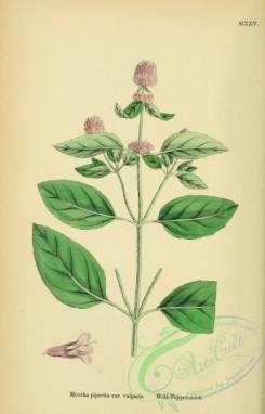 english_botany-00154 - Wild Peppermint, mentha piperita vulgaris