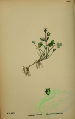 english_botany-00162 - Alpine Brook Saxifrage, saxifraga rivularis
