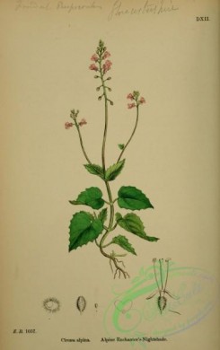english_botany-00164 - Alpine Enchanter's-Nightshade, circaea alpina