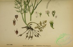 english_botany-00175 - Callous-fruited Water-Dropwort, oenanthe pimpinelloides, 2
