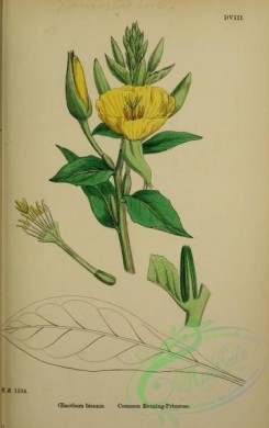 english_botany-00188 - Common Evening-Primrose, oenothera biennis