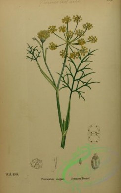 english_botany-00189 - Common Fennel, foeniculum vulgare