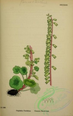 english_botany-00202 - Common Navel-wort, cotyledon umbilicus