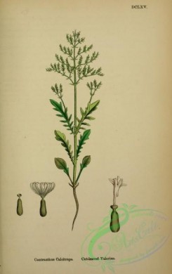 english_botany-00211 - Cut-leaved Valerian, centranthus calcitrapa